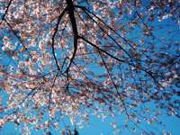 Queen_Elizabeth_ParkVancouver_cGEliot.jpg